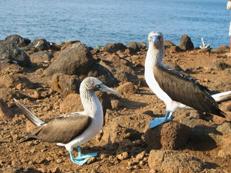 Ecuador Galapagos - vogels