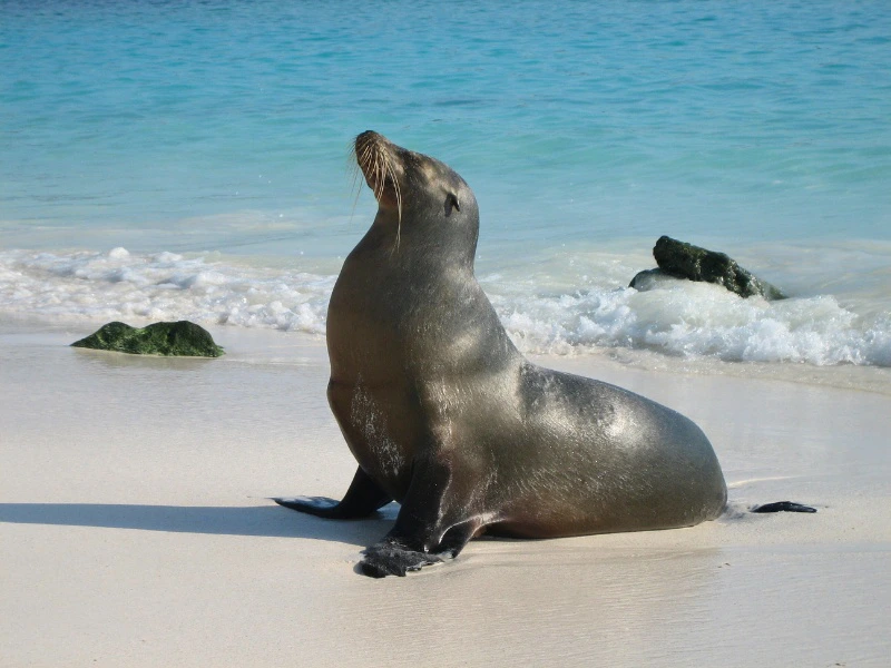 Galapagos - santa Fe zeehond