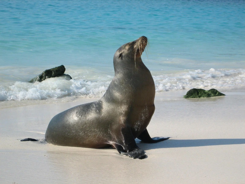 Galapagos - santa Fe - Seal (5)