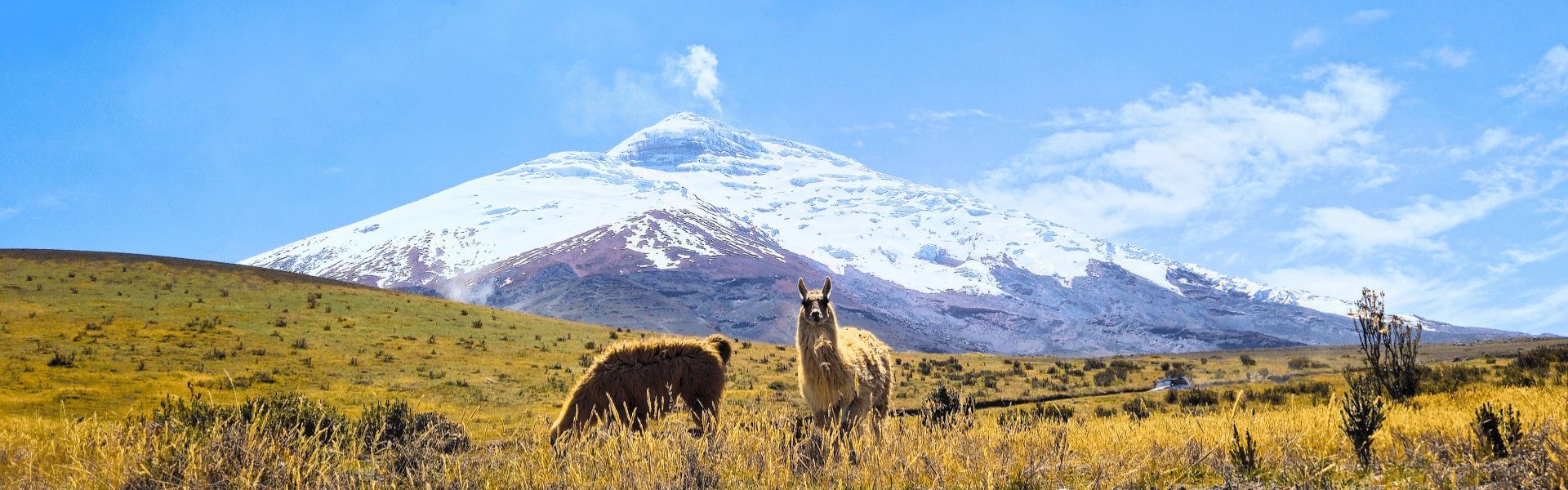 Ecuador Cotopaxi lama
