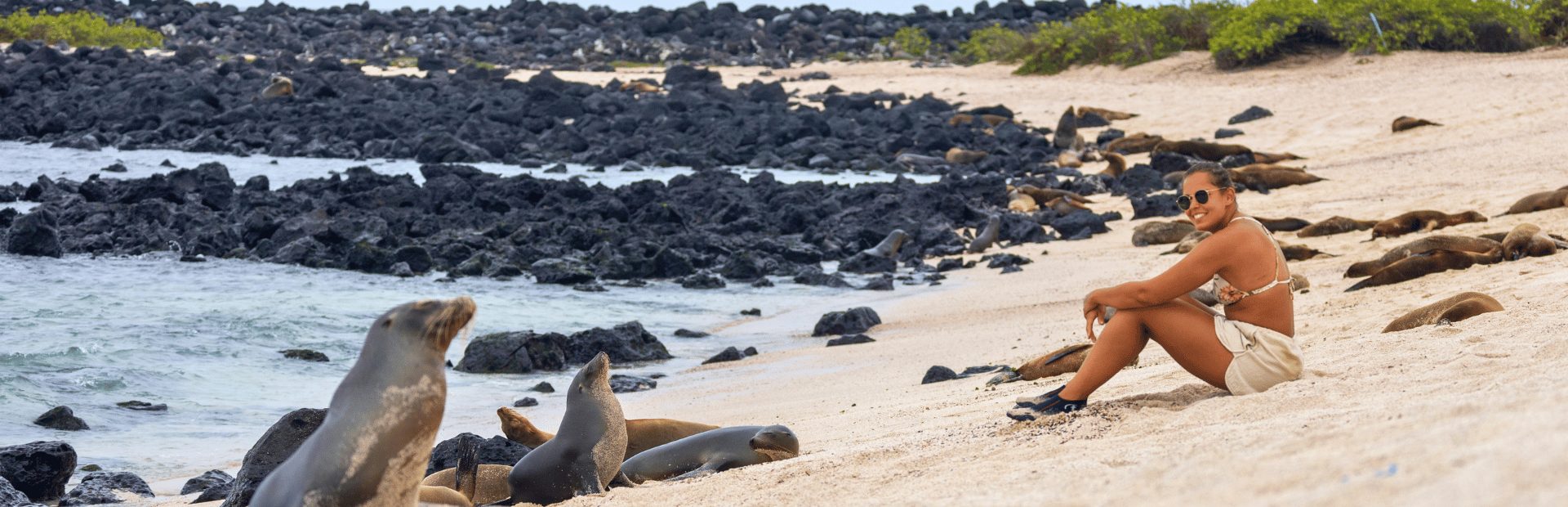 Zeeleeuwen op de Galapagos Ecuador