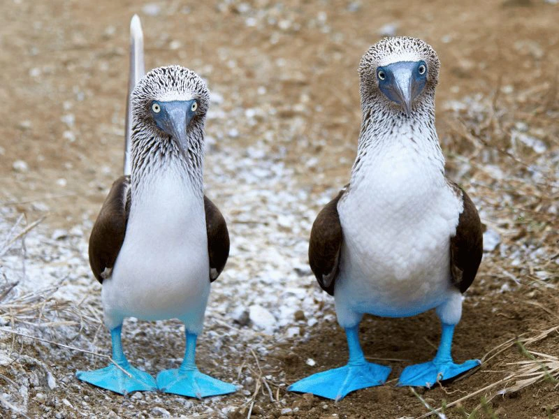 Blauwvoet jan van gent op Isla de la Plata in Ecuador