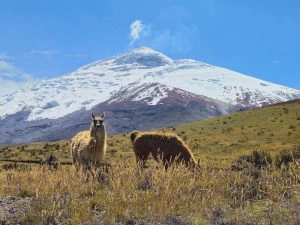 Cotopaxi vulkaan Ecuador lama