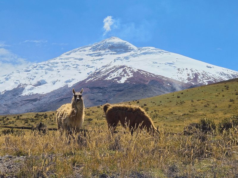 Cotopaxi vulkaan Ecuador lama