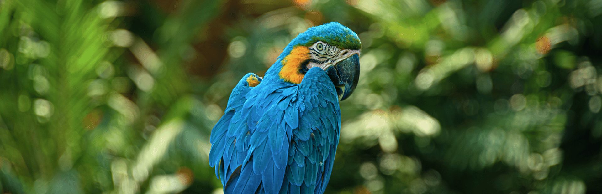 Cuyabeno Ecuador amazone rondreizen