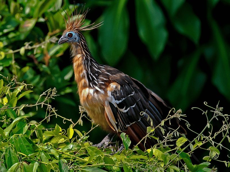 Hoatzin in Cuyabeno Ecuador