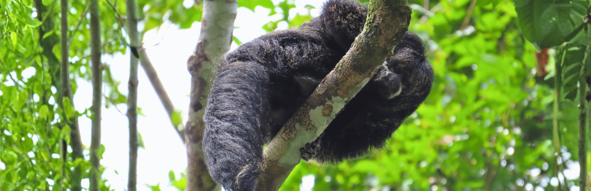 Apen in het Amazone jungle in Ecuador