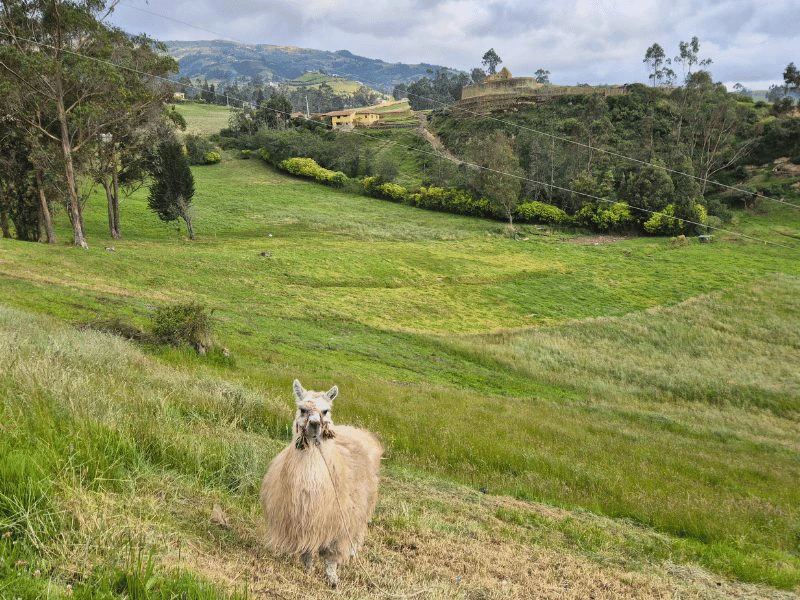 Ingapirca Ecuador reizen