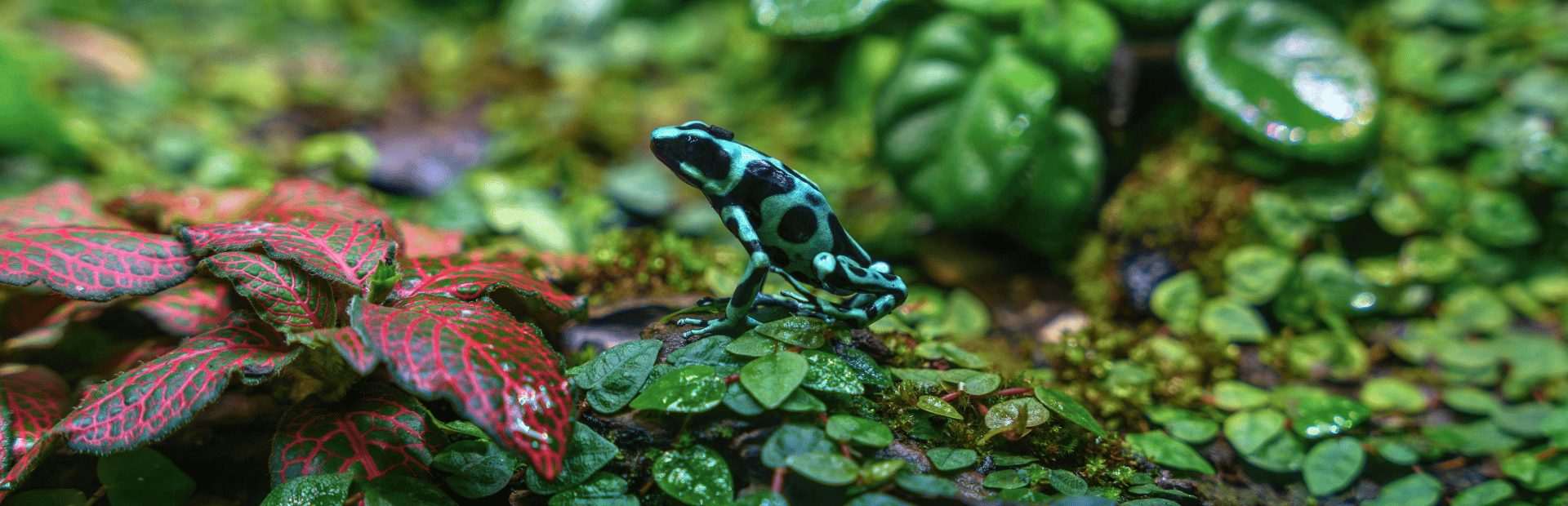 Kikkers in ecuador jungle