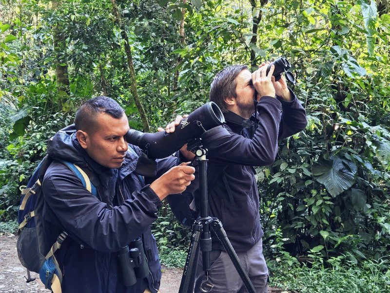 Mindo volgelspotten Ecuador