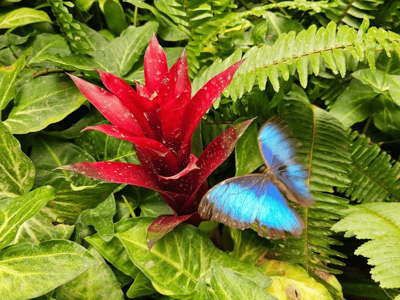 Mindo vlinders in Ecuador