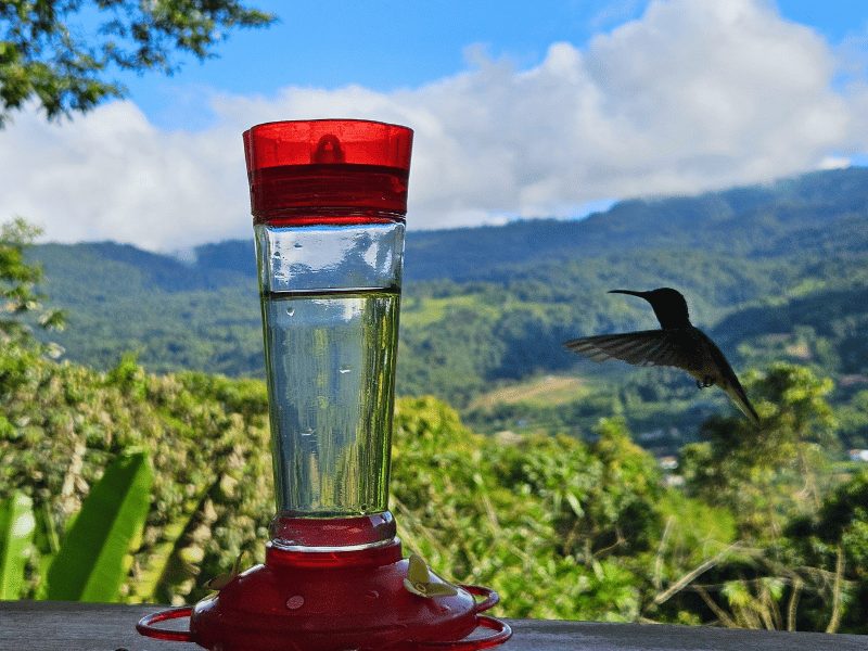 Kolibrie bij Mindo Ecuador