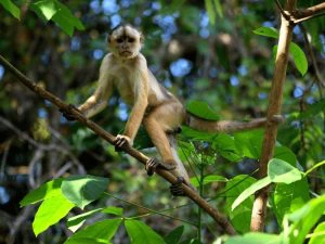 Tena Amazone jungle in Ecuador