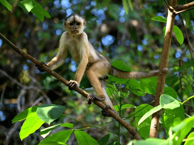 Tena Amazone jungle in Ecuador