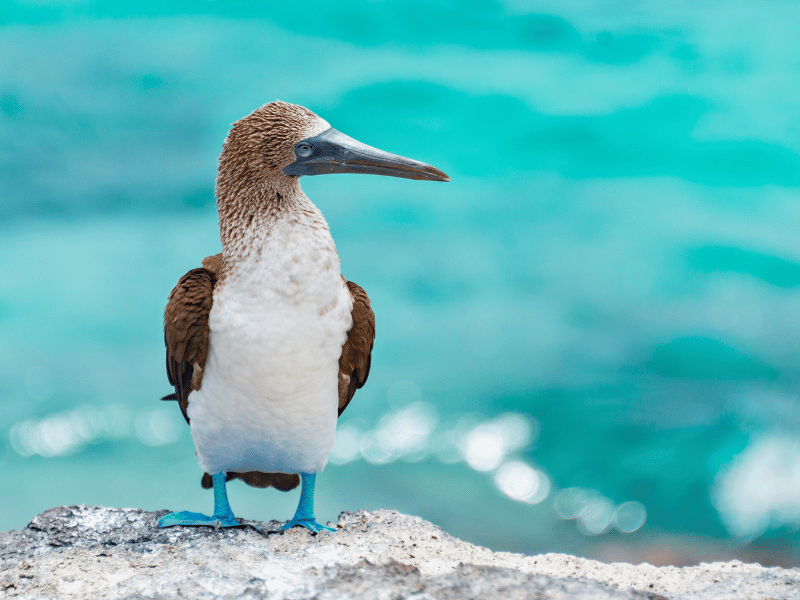 Jan van Gent Galapagos reizen