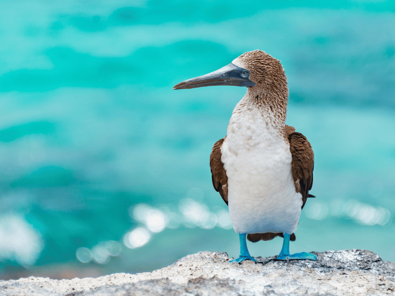 Jan van Gent op de Galapagos