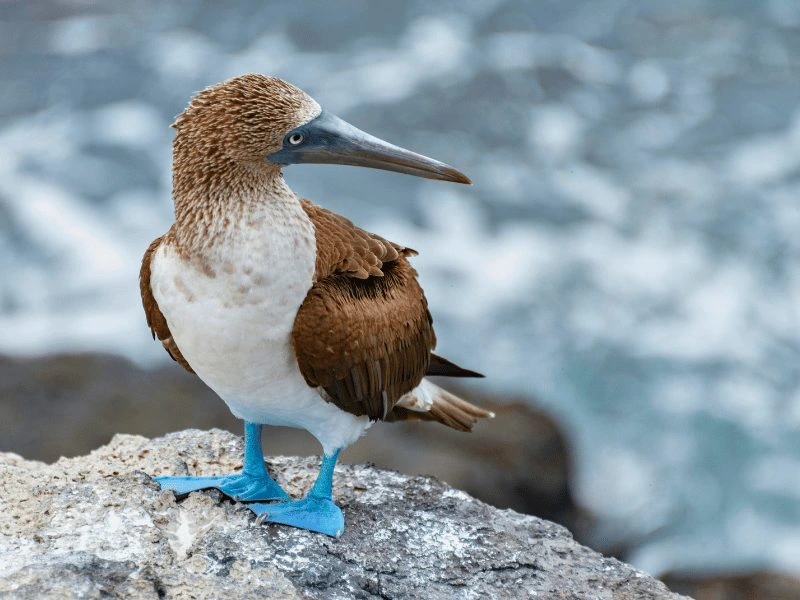 Jan van Gent op de Galapagos eilanden