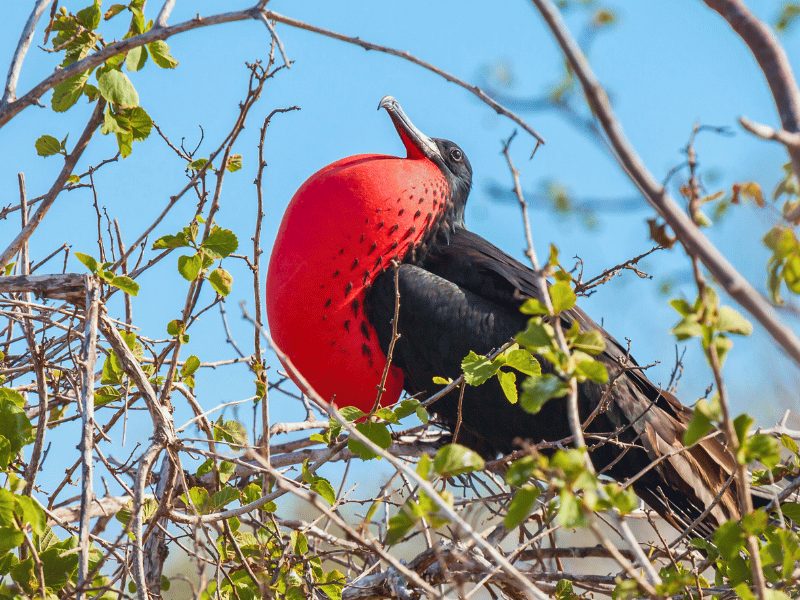 Fregatvogel in de Galapagos