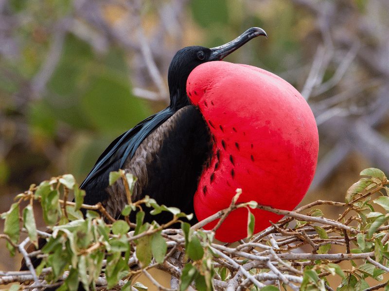 Fregat vogel Galapagos Ecuador