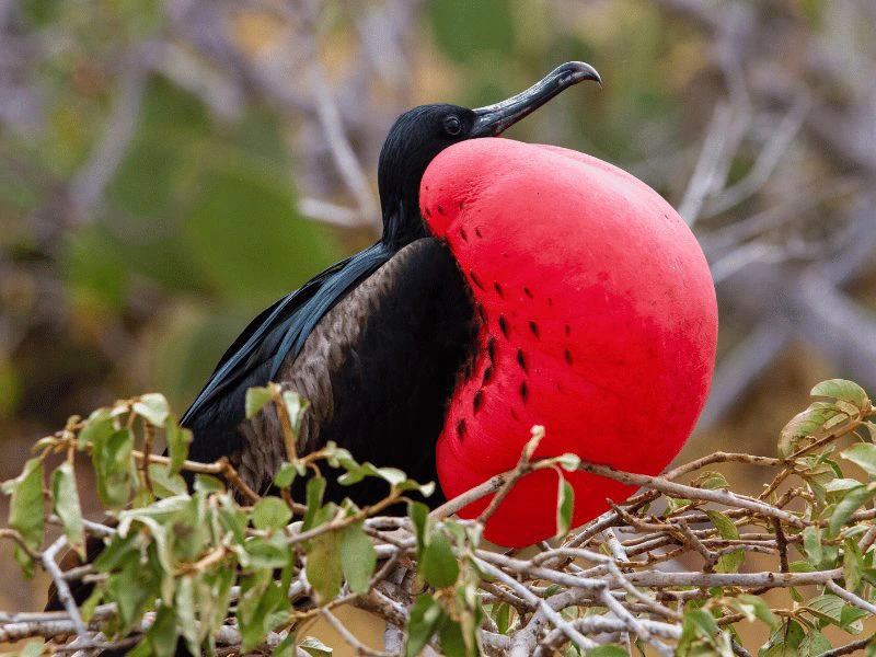 Fregat vogel Galapagos Ecuador