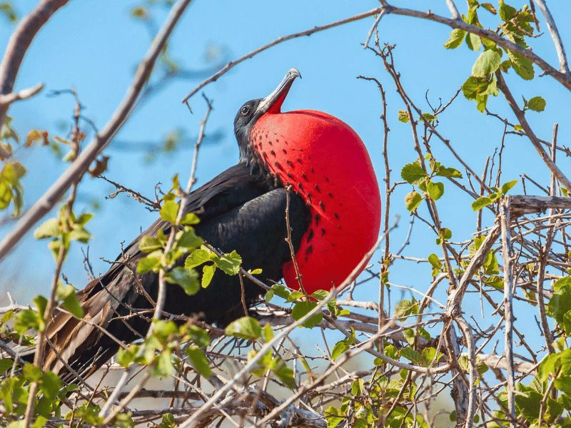 Fregatvogel in de Galapagos
