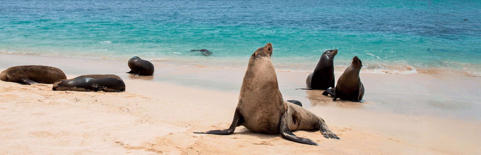 Zeeleeuwen op de Galapagos eilanden
