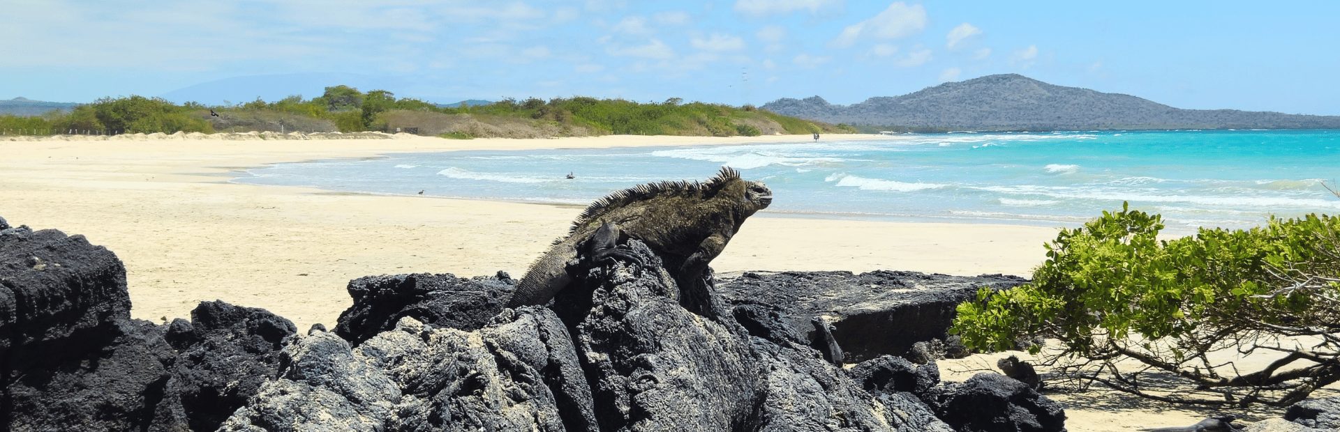 Iguana op strand bij Isabala Galapagos