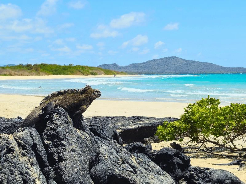 strand op Isla Isabela
