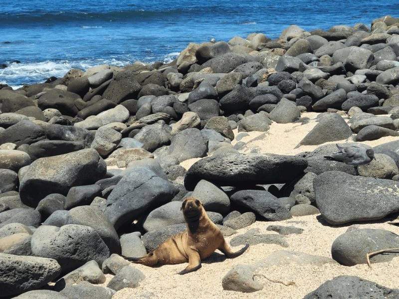 Onbewoonde eilanden Galapagos ontdekken