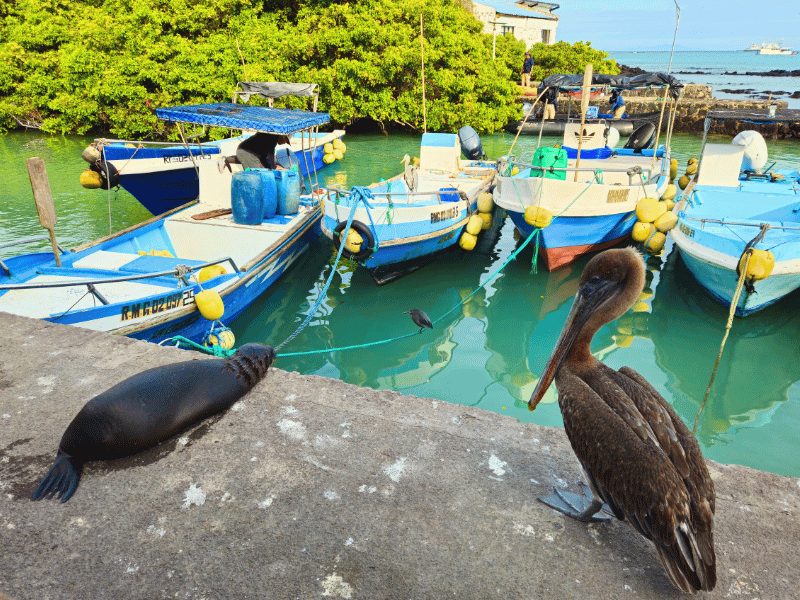 Santa Cruz haven Galapagos