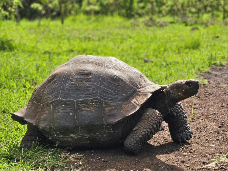 Reuzenschildpadden op Santa Cruz, Galapagos