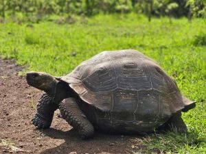 Reuzenschildpadden op Santa Cruz, Galapagos