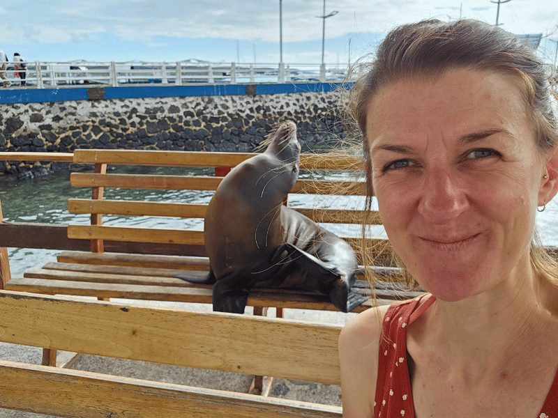 Zeeleeuwen op Santa Cruz