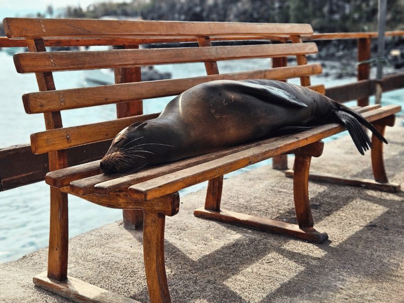 Zeeleeuw op bank in de Galapagos