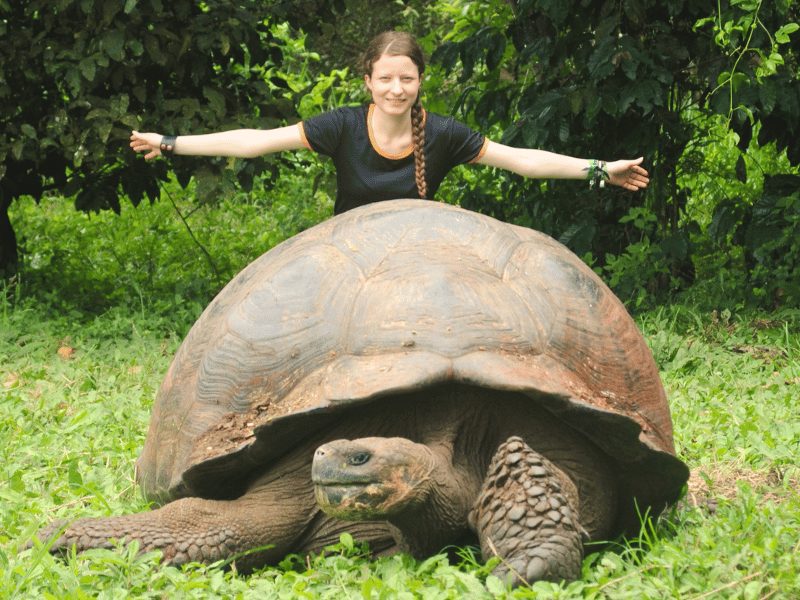 Landschildpad op Galapagos Ecuador