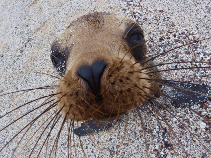 zeeleeuw Galapagos Ecuador