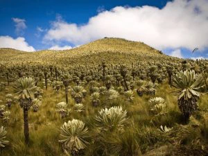 El Angel reservaat bij Ibarra Ecuador
