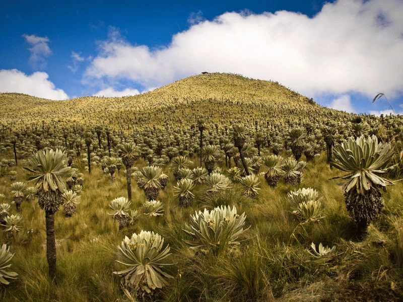 El Angel reservaat bij Ibarra Ecuador