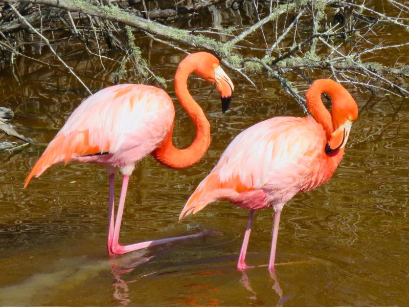 Flamingos Isla Isabela Galapagos