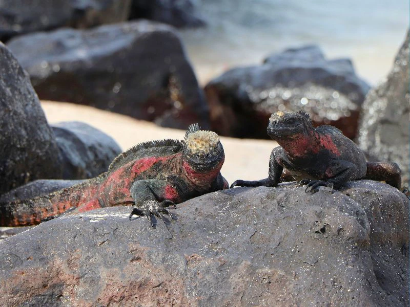 Iguana Galapagos