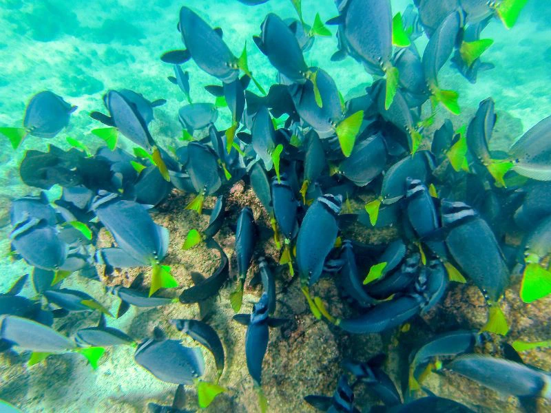 Snorkelen Galapagos