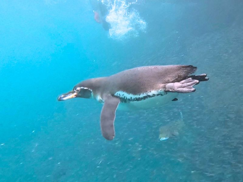 Snorkelen met pinguins bij Isla Isabela Galapagos rondreis
