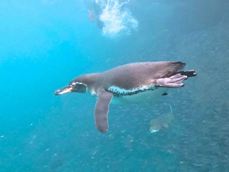 Snorkelen met pinguins bij Isla Isabela Galapagos rondreis