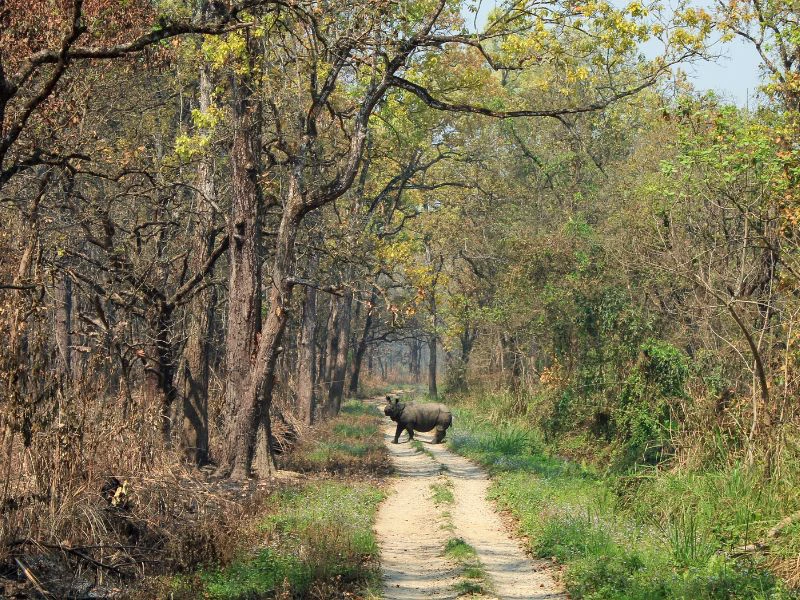 Nepal - Chitwan national park
