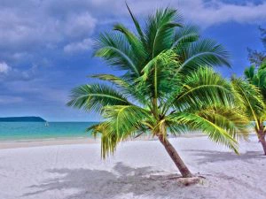 palmboom met het witte strand van Koh Rong Samloen op de voorgrond