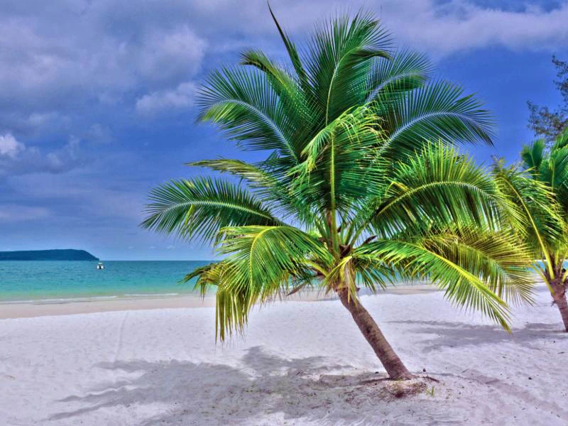 palmboom met het witte strand van Koh Rong Samloen op de voorgrond