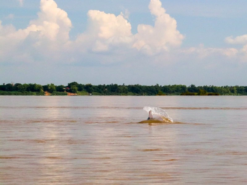Cambodja Kratie dolfijnen