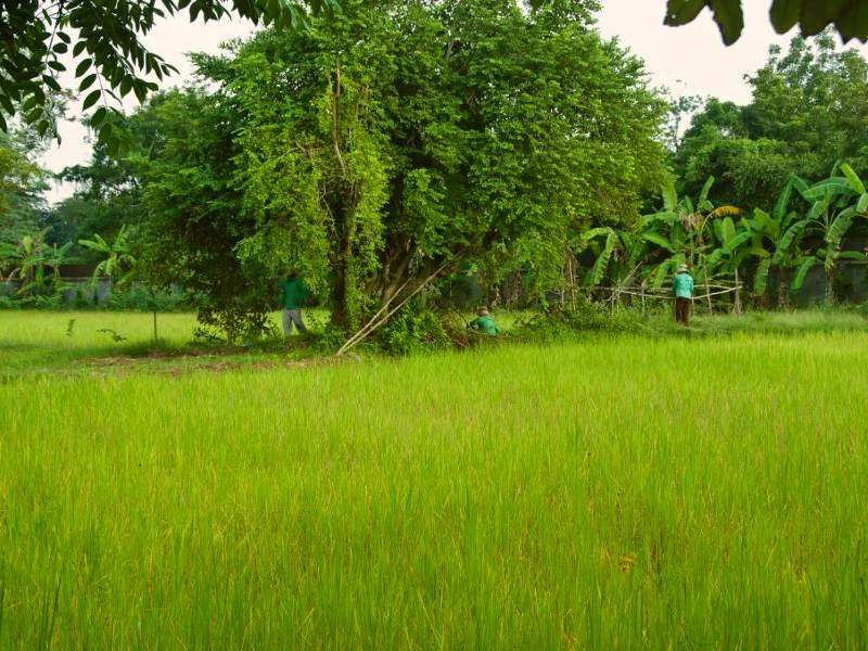 battambang rijstvelden