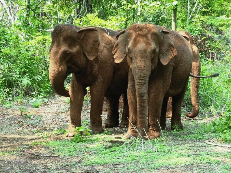 Olifanten in Mondulkiri