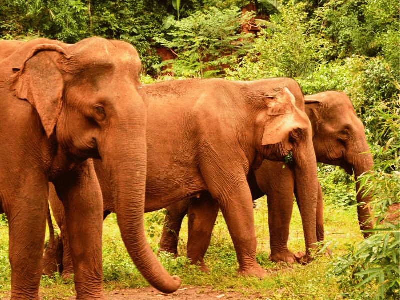 Olifanten in Mondulkiri